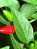 Capsicum annuum, Spanischer Pfeffer, Färbepflanze, Färberpflanze, Pflanzenfarben,  färben, Klostergarten Seligenstadt